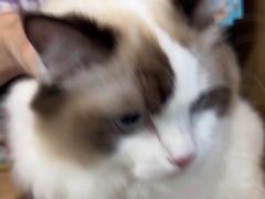 -中农大我爱我爱动物医院·核磁CT·猫病·24小时夜诊中心(石佛营店)