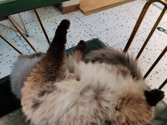 -喵喵咪呀布偶猫咖(春熙路店)
