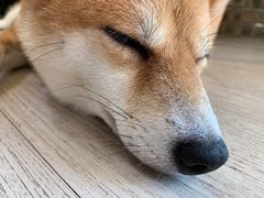 -柴犬高等学院·狗咖·柴犬售卖·宠物训练