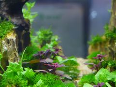 -花鸟鱼虫鲜花绿植市场(玉泉路店)