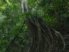 -西双版纳原始森林公园