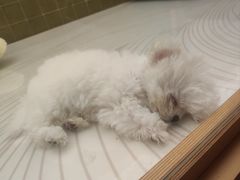 -帕帕拉兹宠物(亚洲旗舰店)