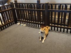 -长白山万达喜来登度假酒店