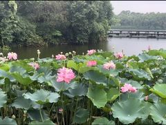 -成都南湖公园