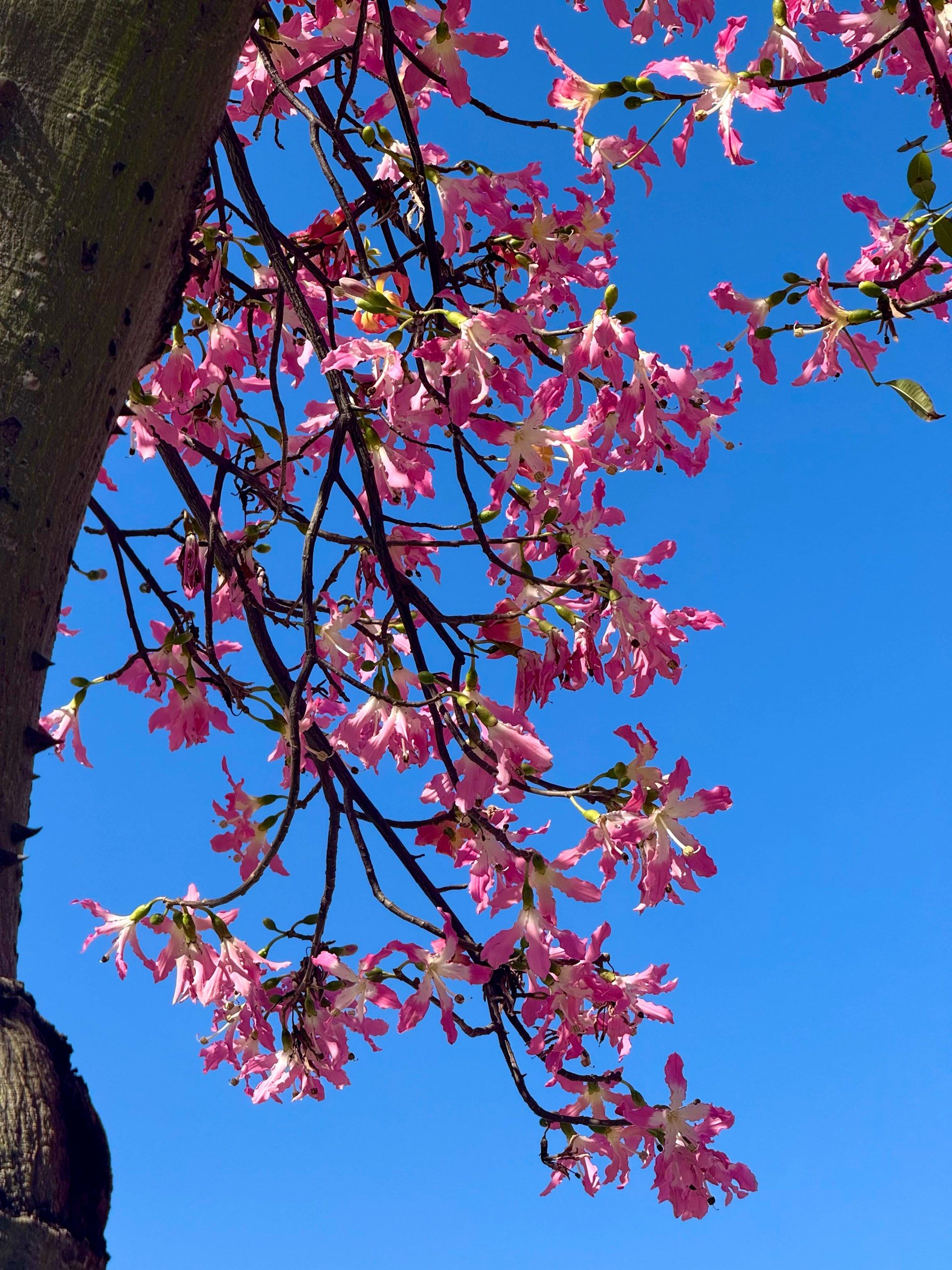 粉色异木棉正在盛开时🌸📸🌸📸🌸
