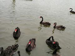 -五缘湾湿地公园