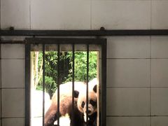 -都江堰中华大熊猫苑