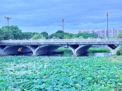 -贡湖湾湿地公园