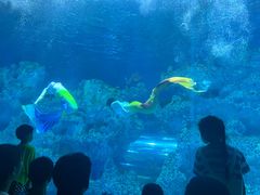 -芜湖新华联大白鲸海洋公园