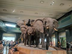 -美国自然历史博物馆