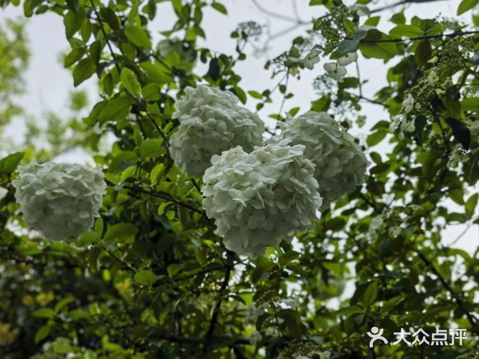西溪国家湿地公园图片