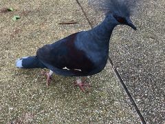 -新加坡飞禽公园