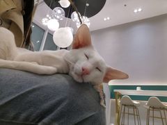 -飞行喵MR PILOT|猫舍·猫咖(静安大融城店)