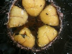 android_upload_pic-老虎滩船说·海胆水饺·大连海鲜(老虎滩店)