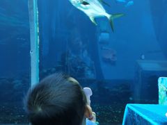 -海棠湾洲际-涛·海底餐厅·美人鱼·自助餐·海底隧道
