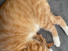 -瑞鹏宠物医院·猫科·宠保定点(梅溪湖分院)