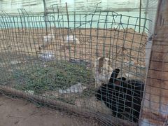 -庞各庄翠芳园西瓜蔬菜基地采摘园