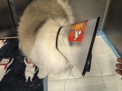 -爱妮康宠物医院·干细胞免疫细胞·肿瘤·心脏(张江店)