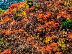 -北京西山国家森林公园