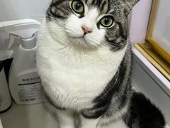 -山宅一喵德文卷毛猫舍