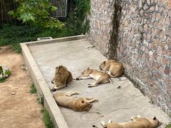 -西霞口神雕山野生动物世界