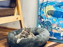 -猫的天空之城概念书店(苏州平江店)