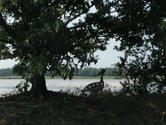 -大湾区中央湿地公园