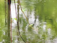 -广州兰圃
