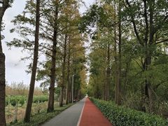 -上海长兴岛郊野公园