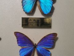 -上海昆虫博物馆