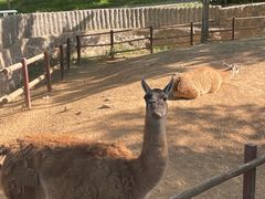 -石家庄市动物园