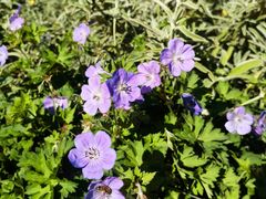 -墨尔本皇家植物园