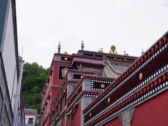 -塔尔寺-菩提树