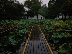 -红梅公园