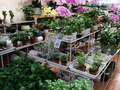 -双季花艺园艺市场(浦东店)