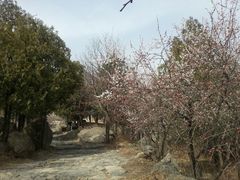 android_upload_pic-阳台山自然风景区