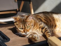 -Heymao猫咖.咖啡厅(东门店)