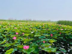 -野鸭湖国家湿地公园