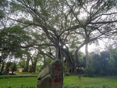 -瑞丽独树成林风景区