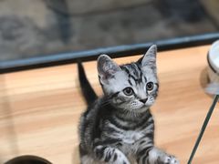 -袖虎·猫馆(体育西路店)