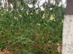 -合肥滨湖国家森林公园