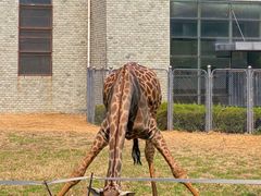 -石家庄市动物园