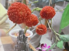 -旺蜀主成都串串火锅(西直门凯德MALL店)