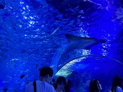 -江和美海洋公园