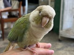 -深圳鸟咖鹦花岛