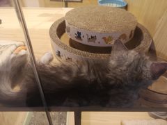 -屋虎猫馆(宝安大仟里店)