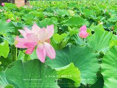-荷塘月色湿地公园·向阳花洲