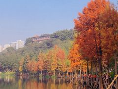 -重庆彩云湖湿地公园