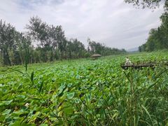 -微山湖红荷湿地景区
