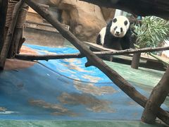 -成都动物园